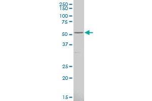 CYP4F3 polyclonal antibody (A01), Lot # UNO2060310QCS1 Western Blot analysis of CYP4F3 expression in NIH/3T3 . (CYP4F3 antibody  (AA 100-198))