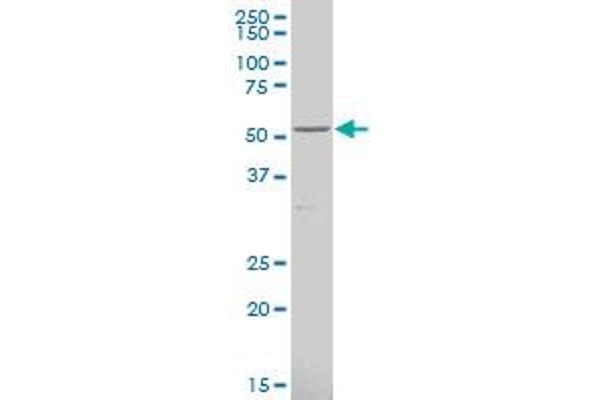 CYP4F3 antibody  (AA 100-198)