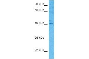 Host:  Mouse  Target Name:  FOSB  Sample Tissue:  Mouse Pancreas  Antibody Dilution:  1ug/ml (FOSB antibody  (C-Term))