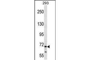 Western blot analysis in 293 cell line lysates (35ug/lane). (CEP72 antibody  (AA 231-259))