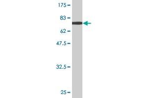 Western Blot detection against Immunogen (70. (Aminoacylase 1 antibody  (AA 1-408))