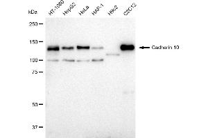 Western blotting analysis using Cadherin 10 antibody (ABIN7797820).
