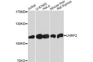 Western blot analysis of extracts of various cell lines, using UHRF2 antibody. (UHRF2 antibody  (AA 76-359))