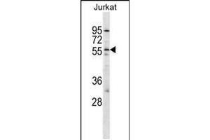Western blot analysis in Jurkat cell line lysates (35ug/lane). (HCRTR2 antibody  (AA 275-304))