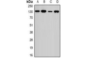 Western blot analysis of USP7 expression in MCF7 (A), Jurkat (B), mouse spleen (C), mouse testis (D) whole cell lysates.