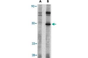 Western blot analysis of Crlf2 in mouse heart tissue lysate with Crlf2 polyclonal antibody  at 1 ug/mL in (A) the presence and (B) the absence of blocking peptide. (CRLF2 antibody  (Internal Region))