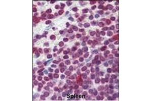 Formalin-fixed and paraffin-embedded human Spleen tissue reacted with Cdc25A Antibody (Center) (ABIN390214 and ABIN2840696) , which was peroxidase-conjugated to the secondary antibody, followed by AEC staining. (CDC25A antibody  (AA 271-300))