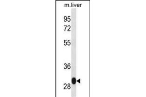 LSM12 Antibody (C-term) (ABIN657035 and ABIN2846208) western blot analysis in mouse liver tissue lysates (35 μg/lane). (LSM12B antibody  (C-Term))