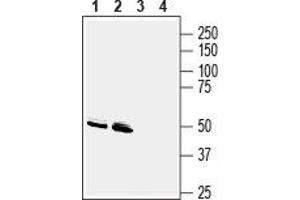 Western Blotting (WB) image for anti-G Protein-Coupled Receptor 83 (GPR83) (AA 59-71), (Extracellular) antibody (ABIN7043174)