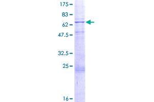 PDK3 Protein (AA 1-406) (GST tag)