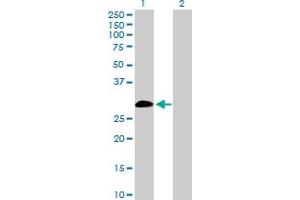 Western Blot analysis of IL9 expression in transfected 293T cell line by IL9 MaxPab polyclonal antibody. (IL-9 antibody  (AA 1-144))