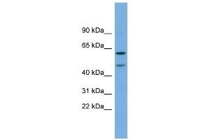 OMG antibody used at 1 ug/ml to detect target protein. (OMG antibody  (Middle Region))