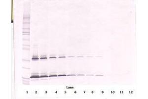 Image no. 1 for anti-KIT Ligand (KITLG) antibody (ABIN1500815)