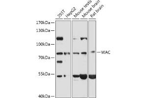 Western blot analysis of extracts of various cell lines, using WAC antibody (ABIN7271393) at 1:1000 dilution. (WAC antibody  (AA 1-320))