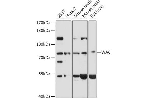 WAC antibody  (AA 1-320)