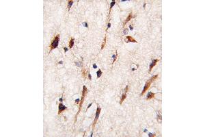 Formalin-fixed and paraffin-embedded human brain tissue reacted with MOB4A antibody (C-term) (ABIN391030 and ABIN2841198) , which was peroxidase-conjugated to the secondary antibody, followed by DAB staining. (MOBKL1A antibody  (C-Term))
