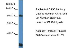 Western Blotting (WB) image for anti-Desmoglein 3 (DSG3) (C-Term) antibody (ABIN786377) (Desmoglein 3 antibody  (C-Term))