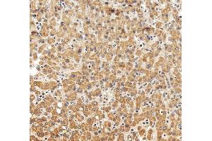IHC analysis of TOM20/TOMM20 using anti-TOM20/TOMM20 antibody (ABIN7600883).