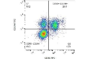 Surface staining of human peripheral blood with anti-human CD314 (1D11) FITC. (KLRK1 antibody  (FITC))