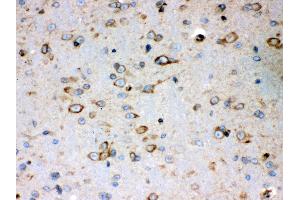 Anti- Peroxiredoxin 4 Picoband antibody, IHC(P) IHC(P): Mouse Brain Tissue (Peroxiredoxin 4 antibody  (C-Term))
