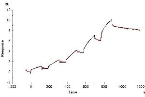 Surface Plasmon Resonance (SPR) image for Fms-Related tyrosine Kinase 3 (FLT3) (AA 28-544) protein (Fc Tag) (ABIN7274660)