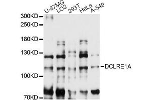Western blot analysis of extracts of various cell lines, using DCLRE1A antibody (ABIN6292016) at 1:3000 dilution. (SNM1 antibody)