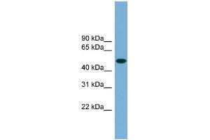 WB Suggested Anti-UBQLNL Antibody Titration: 0.