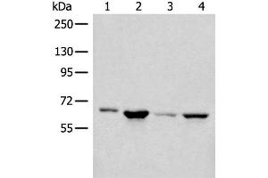 Western blot analysis of 293T PC-3 Hela cell lysates using CDC7 Polyclonal Antibody at dilution of 1:450 (CDC7 antibody)