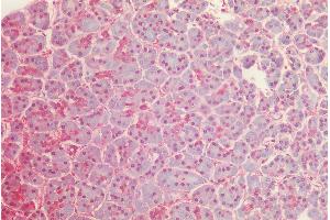 (ABIN185240) (2. (GAPDH antibody  (C-Term))