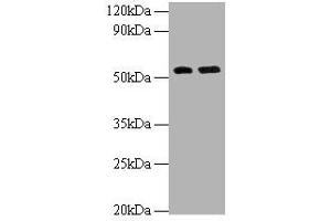 Western blot All lanes: MMP12 antibody at 2 μg/mL Lane 1: Hela whole cell lysate Lane 2: NIH/3T3 whole cell lysate Secondary Goat polyclonal to rabbit IgG at 1/10000 dilution Predicted band size: 55 kDa Observed band size: 55 kDa (MMP12 antibody  (AA 109-470))