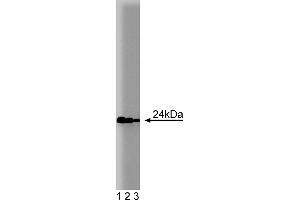 Western Blotting (WB) image for anti-RAB11A, Member RAS Oncogene Family (RAB11A) (AA 86-207) antibody (ABIN968091) (RAB11A antibody  (AA 86-207))