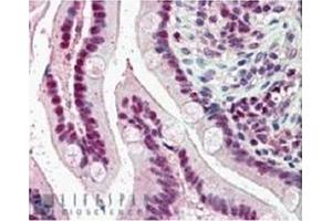 Image no. 1 for anti-Karyopherin (Importin) alpha 4 (KPNA4) (C-Term) antibody (ABIN374394) (KPNA4 antibody  (C-Term))