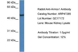 Western Blotting (WB) image for anti-Armadillo Repeat Containing, X-Linked 1 (ARMCX1) (C-Term) antibody (ABIN2782901) (ARMCX1 antibody  (C-Term))
