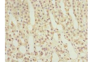 Immunohistochemistry of paraffin-embedded human adrenal gland tissue using ABIN7167389 at dilution of 1:100 (RAB9A antibody  (AA 122-201))
