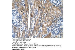 Human kidney (FAM55D antibody  (C-Term))