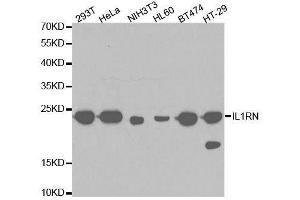 Western blot analysis of extracts of various cell lines, using IL1RN antibody. (IL1RN antibody  (AA 1-159))