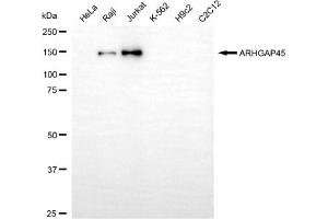 anti-Histocompatibility (Minor) HA-1 (HMHA1) antibody