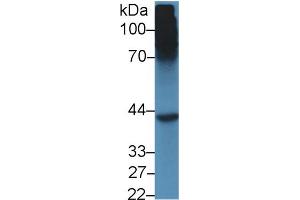 Western blot analysis of Mouse Liver lysate, using Mouse SHBG Antibody (5 µg/ml) and HRP-conjugated Goat Anti-Rabbit antibody ( (SHBG antibody  (AA 219-358))