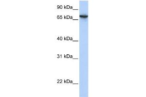 WB Suggested Anti-BAT5 Antibody Titration:  0. (BAT5 antibody  (N-Term))
