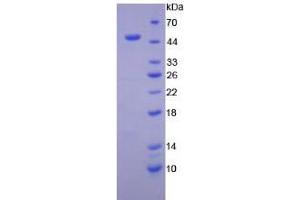 SDS-PAGE analysis of Dog Interferon beta Protein. (IFNB1 Protein)
