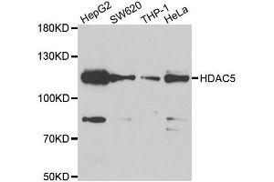 Western blot analysis of extracts of various cell lines, using HDAC5 antibody. (HDAC5 antibody  (AA 350-450))