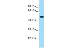 WB Suggested Anti-RINL Antibody Titration: 1. (RINL antibody  (N-Term))