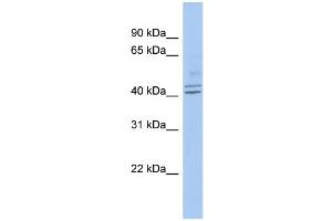 WB Suggested Anti-PROCA1 Antibody Titration: 0. (PROCA1 antibody  (Middle Region))