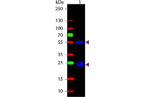 Western blot of Fluorescein conjugated Goat Anti-Rabbit IgG secondary antibody. (Goat anti-Rabbit IgG (Heavy & Light Chain) Antibody (FITC) - Preadsorbed)