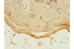 Immunohistochemistry of paraffin-embedded human skin tissue using ABIN7160813 at dilution of 1:100 (PDZD3 antibody  (AA 42-291))