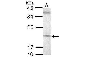 WB Image Sample (30 ug of whole cell lysate) A: 293T 12% SDS PAGE antibody diluted at 1:500 (SEC61G antibody  (Center))
