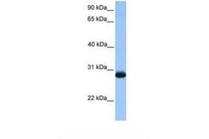 Image no. 1 for anti-Zinc Finger, Matrin-Type 3 (ZMAT3) (AA 58-107) antibody (ABIN6738746) (ZMAT3 antibody  (AA 58-107))