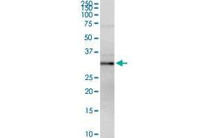 MPST MaxPab rabbit polyclonal antibody. (MPST antibody  (AA 1-297))