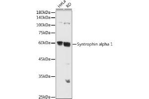 Western blot analysis of extracts of various cell lines, using Syntrophin alpha 1 antibody (ABIN7270692) at 1:500 dilution.