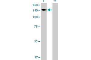 Western Blot analysis of ADAMTS18 expression in transfected 293T cell line by ADAMTS18 MaxPab polyclonal antibody. (ADAMTS18 antibody  (AA 1-1221))